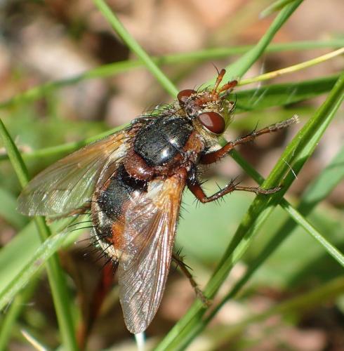 Réf. 209 090 : Tachina fera